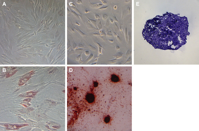 Fig 3.