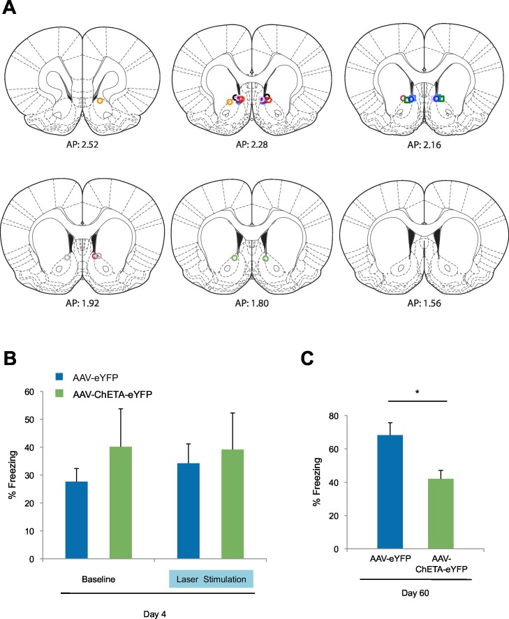 Figure 5—figure supplement 2.