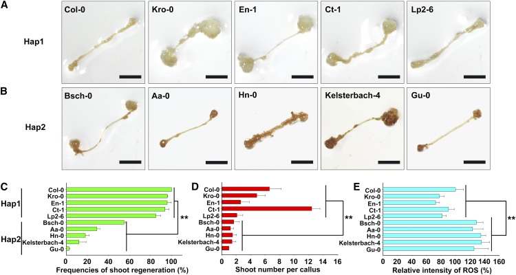 Figure 12.