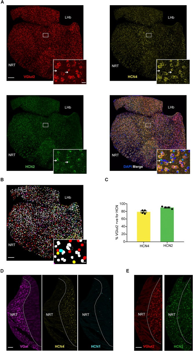 FIGURE 3