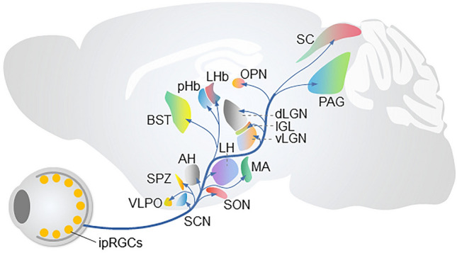 Fig. 2