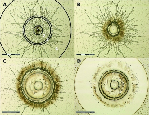 FIG. 2.