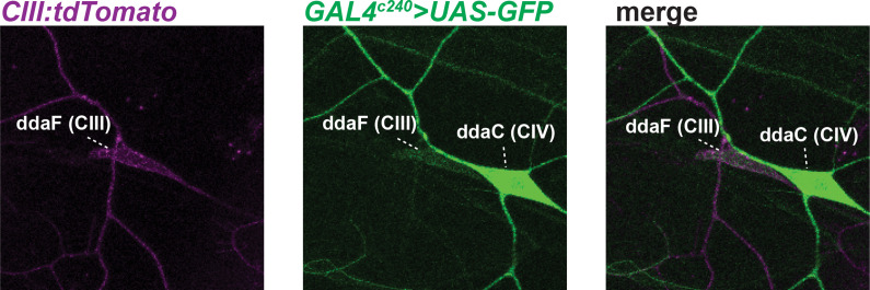 Figure 1—figure supplement 2.