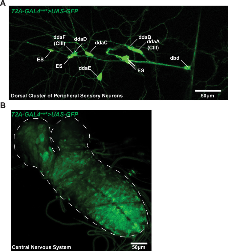 Figure 1—figure supplement 3.