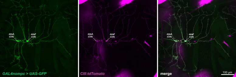 Figure 1—figure supplement 1.