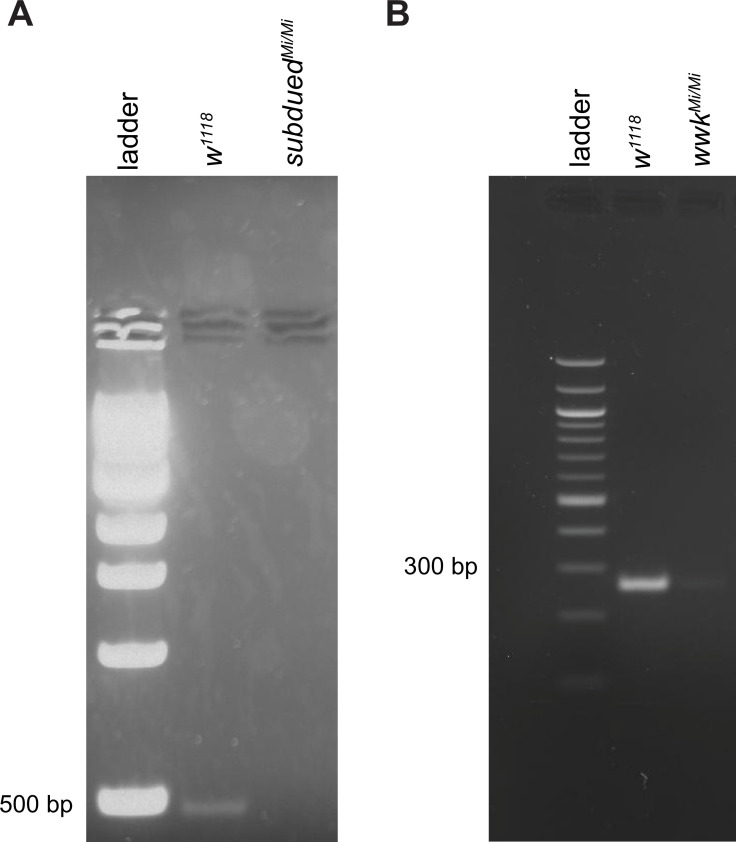 Figure 2—figure supplement 1.