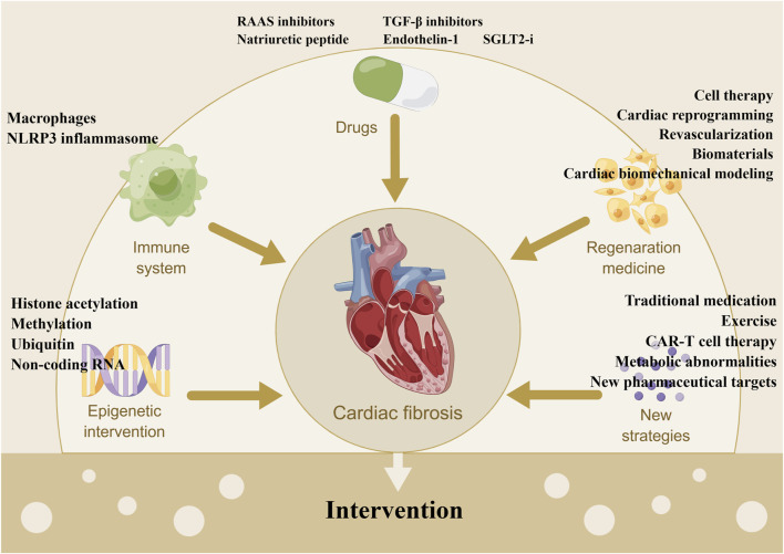 Post-myocardial infarction fibrosis: Pathophysiology, examination, and ...