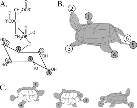 FIGURE 1.