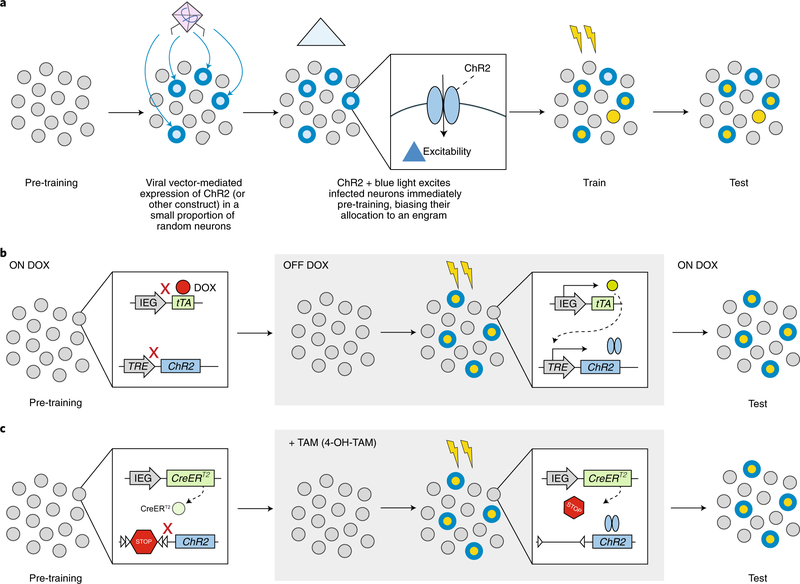 graphic file with name nihms-1061667-f0001.jpg