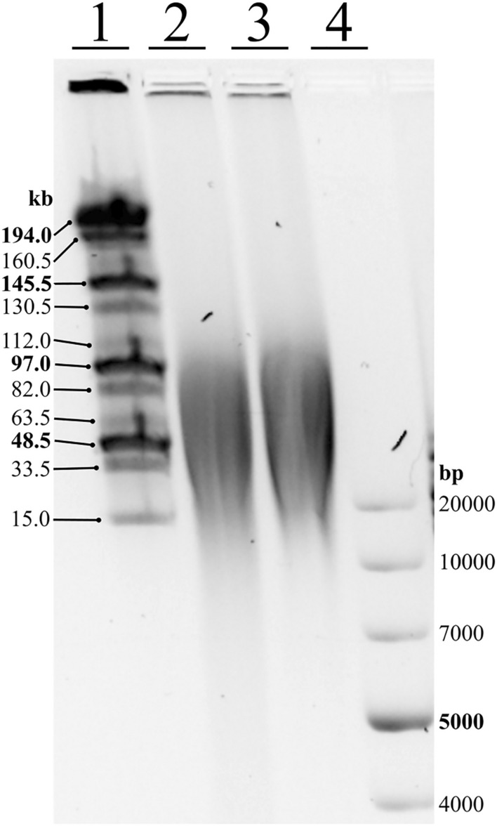Fig. 5