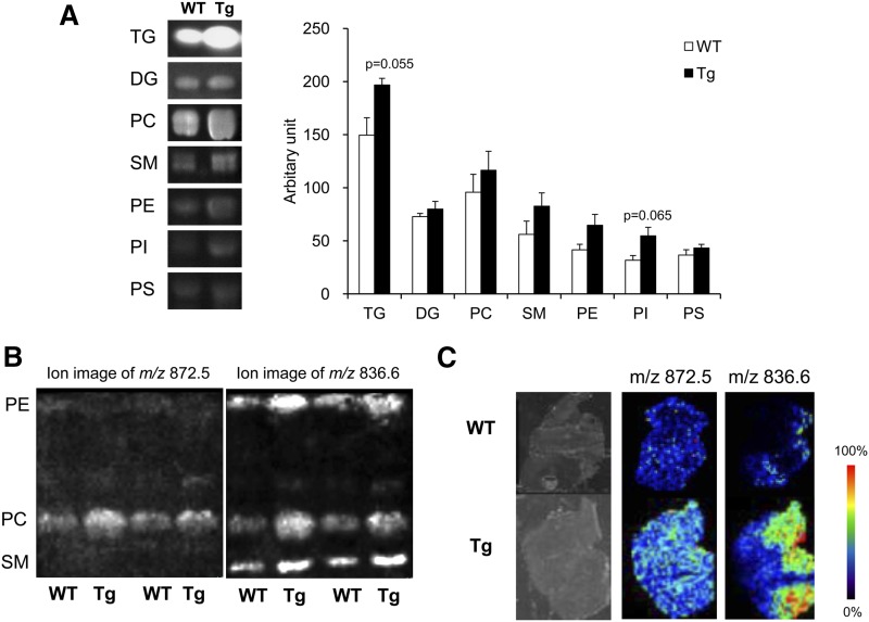 Fig. 3.