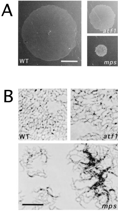 FIG. 4