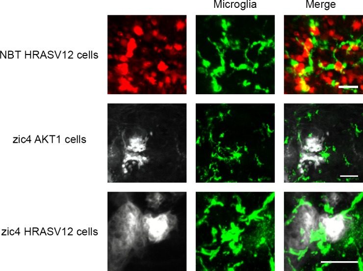 Figure 1—figure supplement 1.