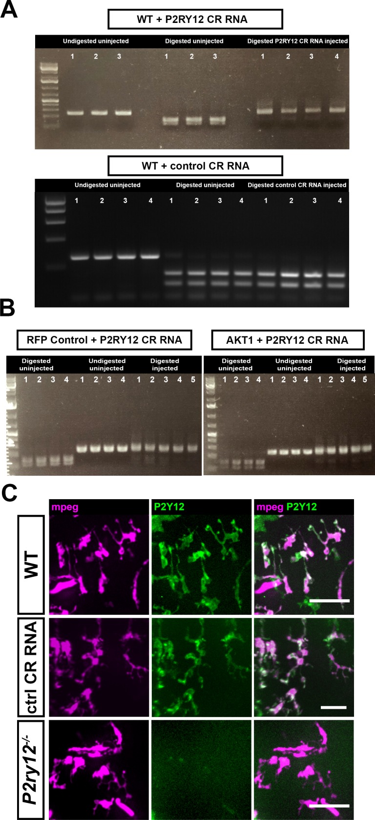 Figure 4—figure supplement 1.