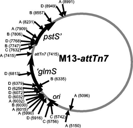 FIG. 2.