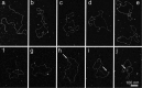 Fig 9