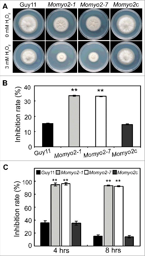 Figure 5.