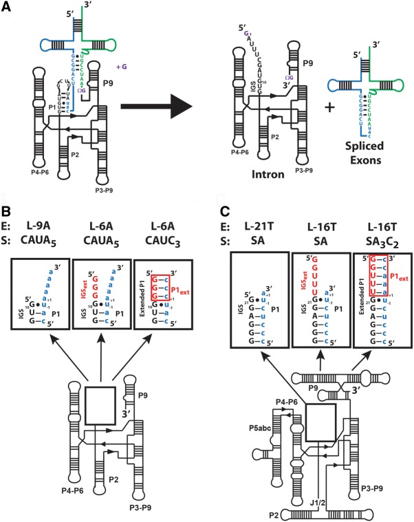 FIGURE 1.