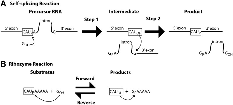 SCHEME 1.