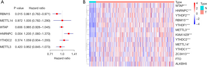 Identification Of A Five M6A Relevant MRNAs Signature And Risk Score For The Prognostication Of