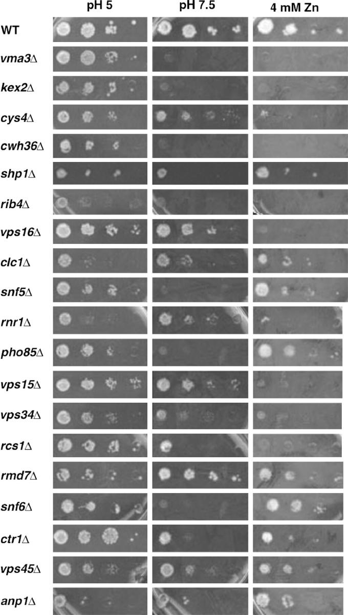 Figure 1.—