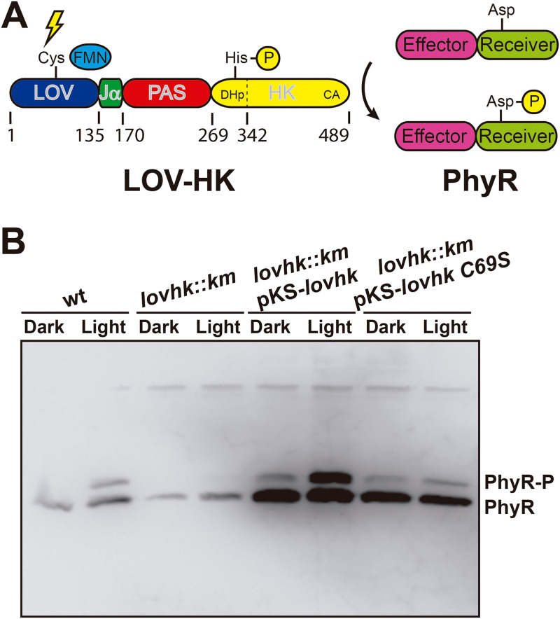 FIG 1