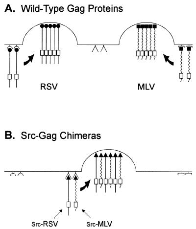 FIG. 5