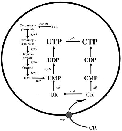 FIG. 1.