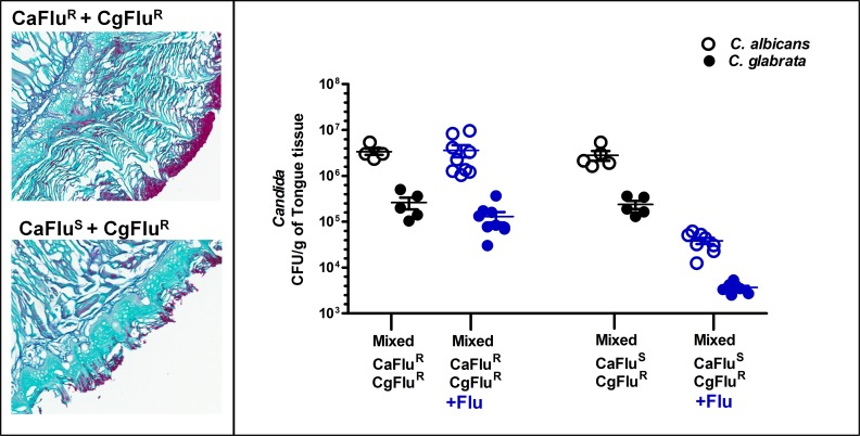 Fig 6