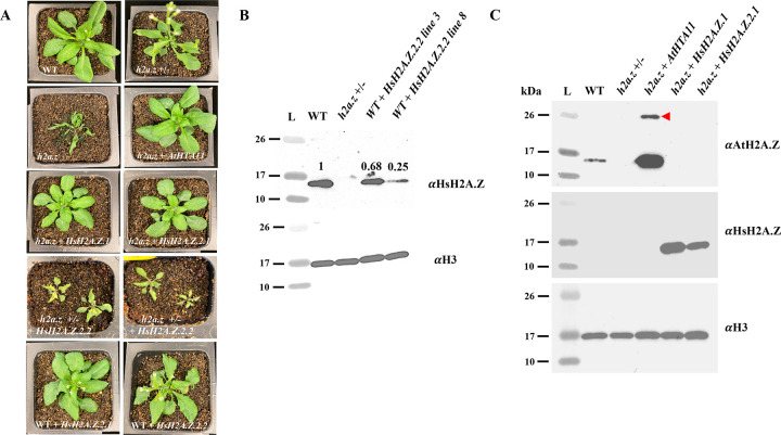 Figure 2.