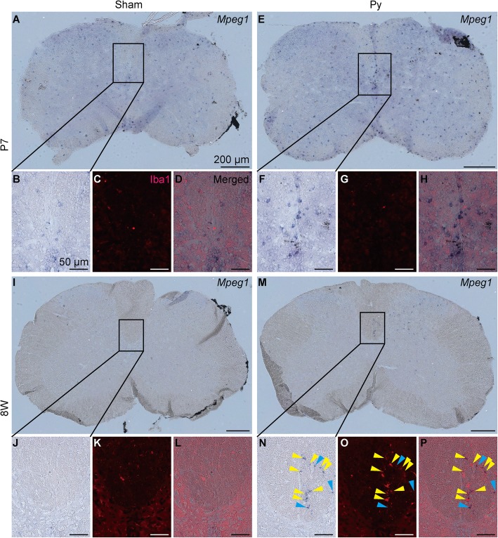 Fig. 8