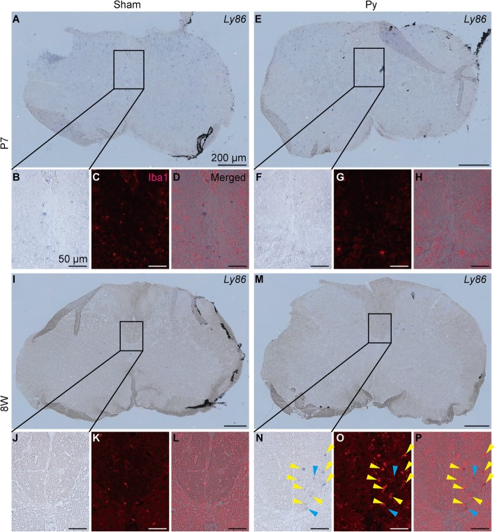 Fig. 7