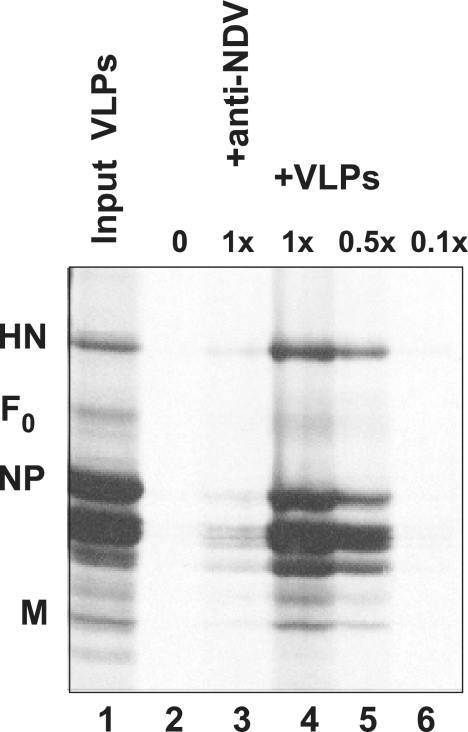 FIG. 2.