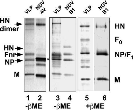 FIG. 1.