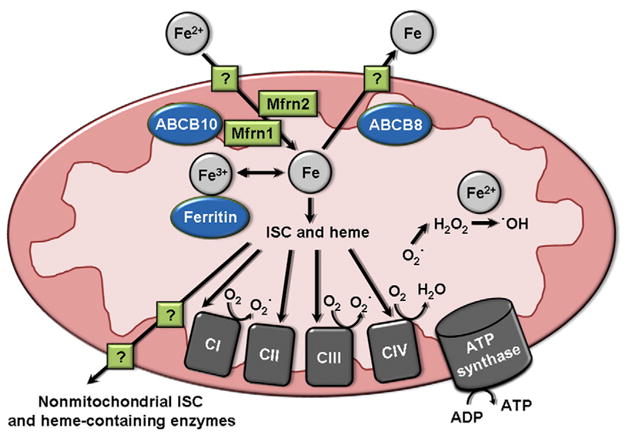 Fig. 2