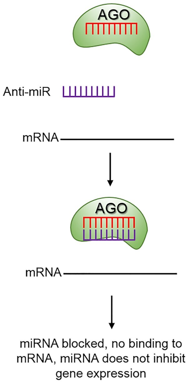 Figure 7.