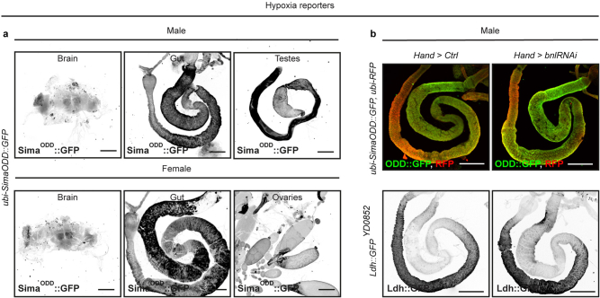 Extended Data Fig. 9