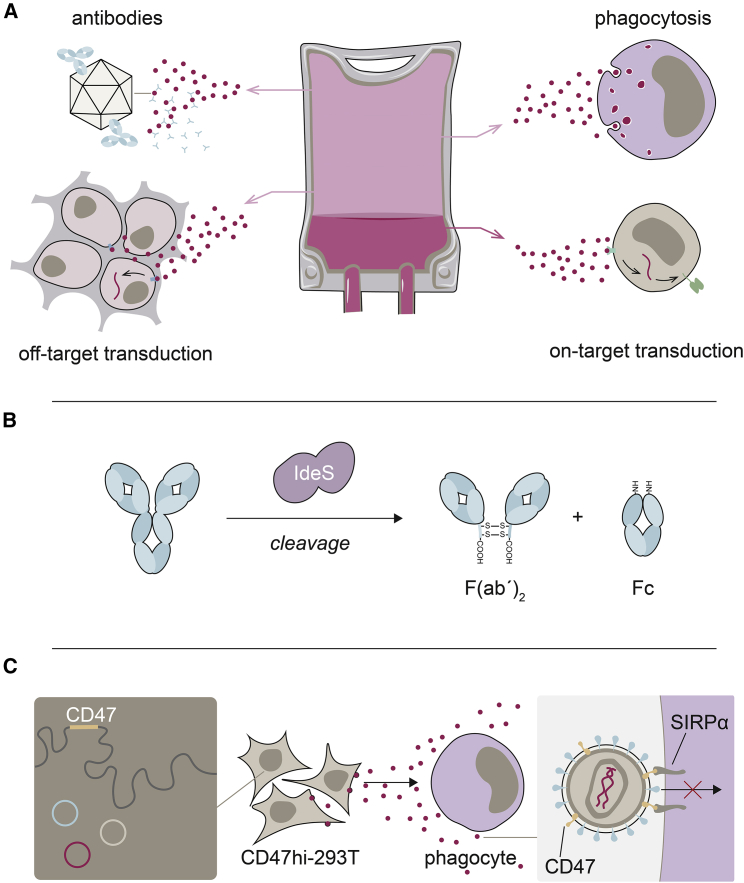 Figure 4