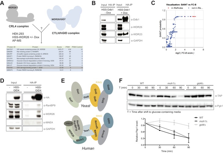 Figure 1—figure supplement 1.