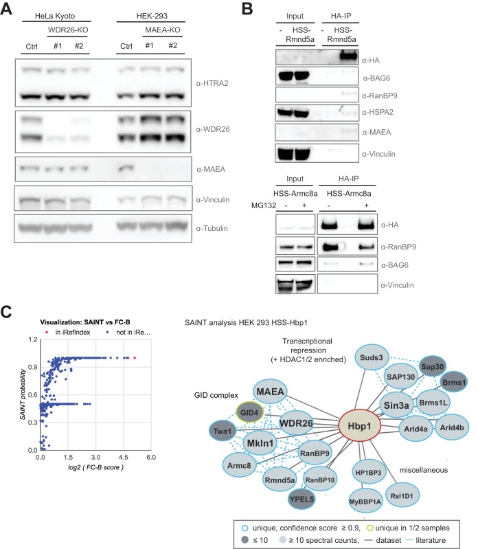 Figure 4—figure supplement 1.