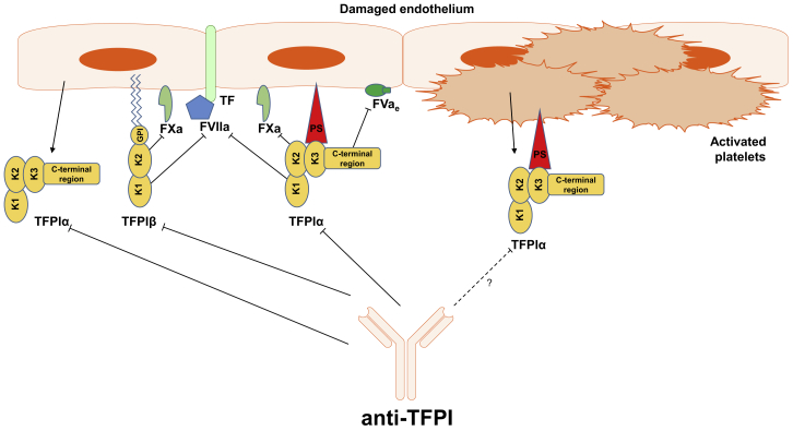 Figure 4