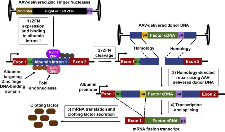 Figure 6