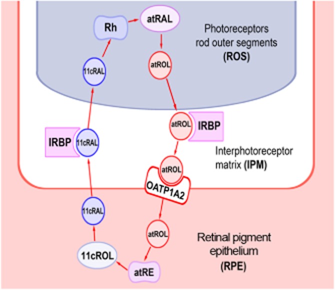 Figure 6