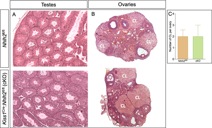 Figure 5—figure supplement 1.