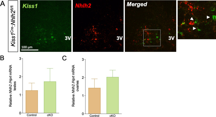 Figure 4—figure supplement 1.