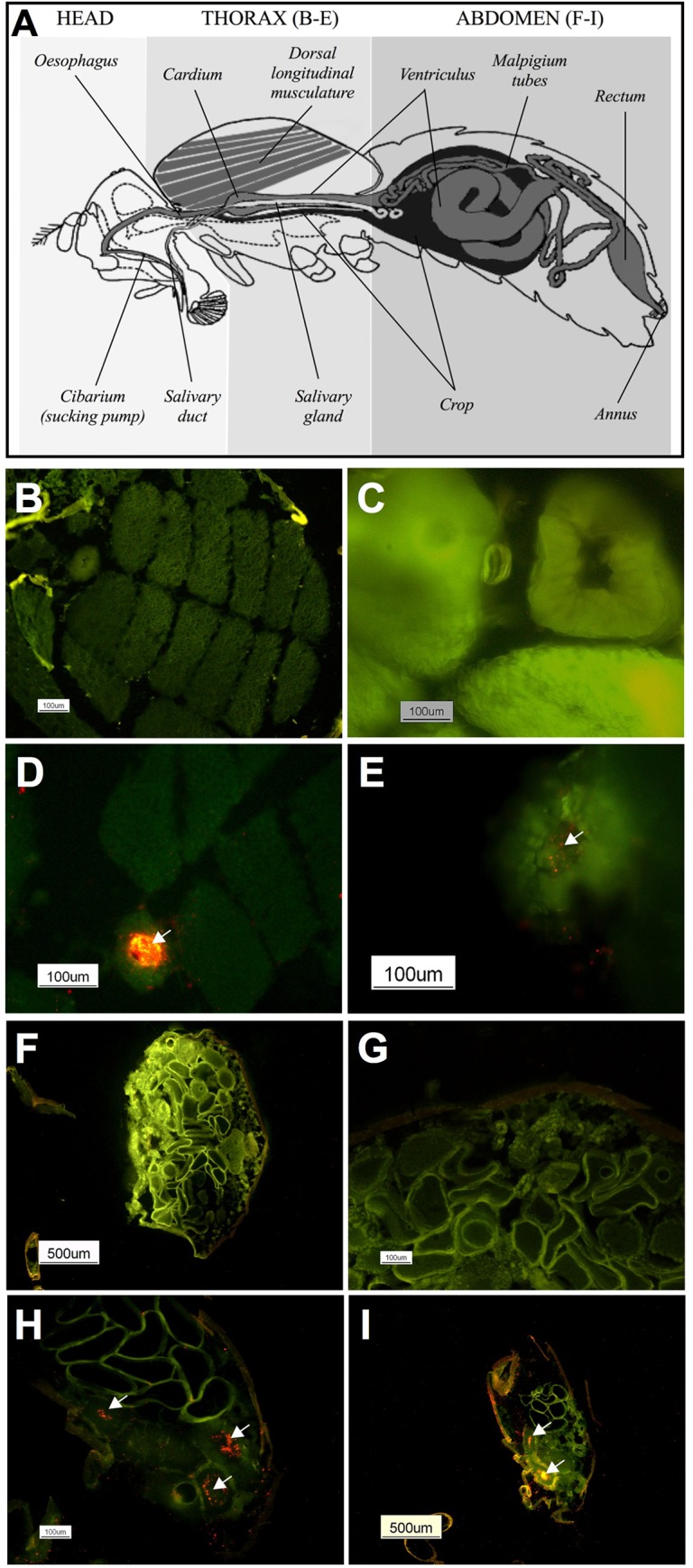 Fig 5