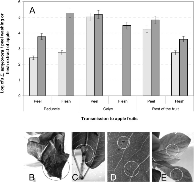 Fig 2