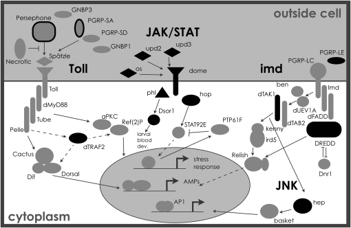 Figure 3.—