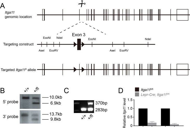 Figure 5—figure supplement 1.