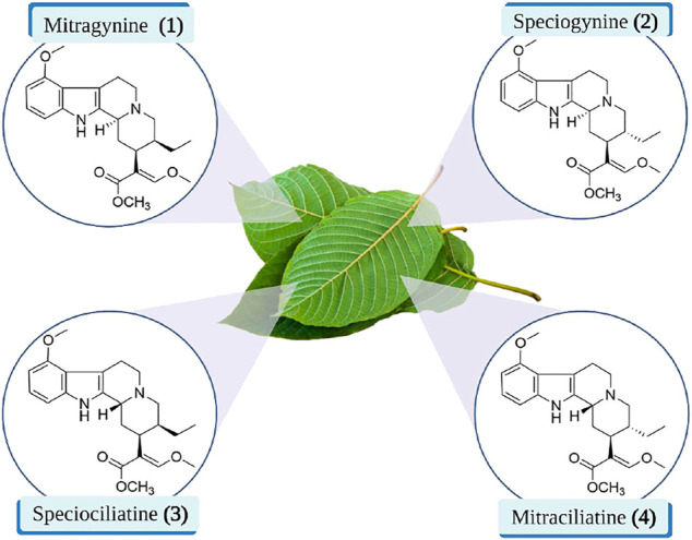 FIGURE 2